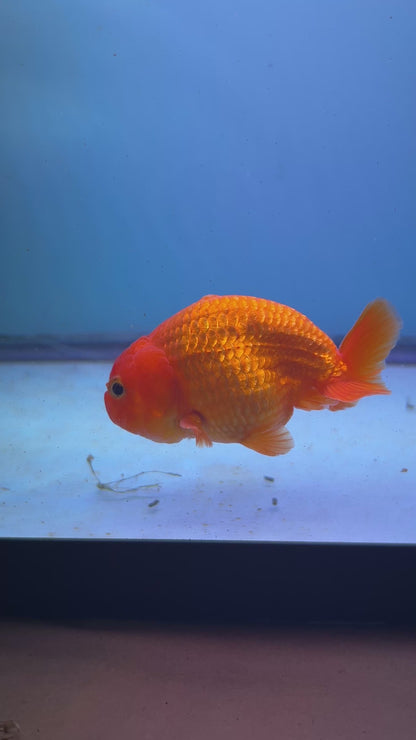 Live Premium Fancy Goldfish Thai Lionchu Red 3" Body (JC-087) R1C02