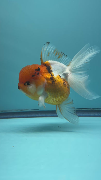 Live Premium Fancy Goldfish Thai Oranda Tri-Color Orchid Tail Female 3.5” Body 8 Months (JC-047)