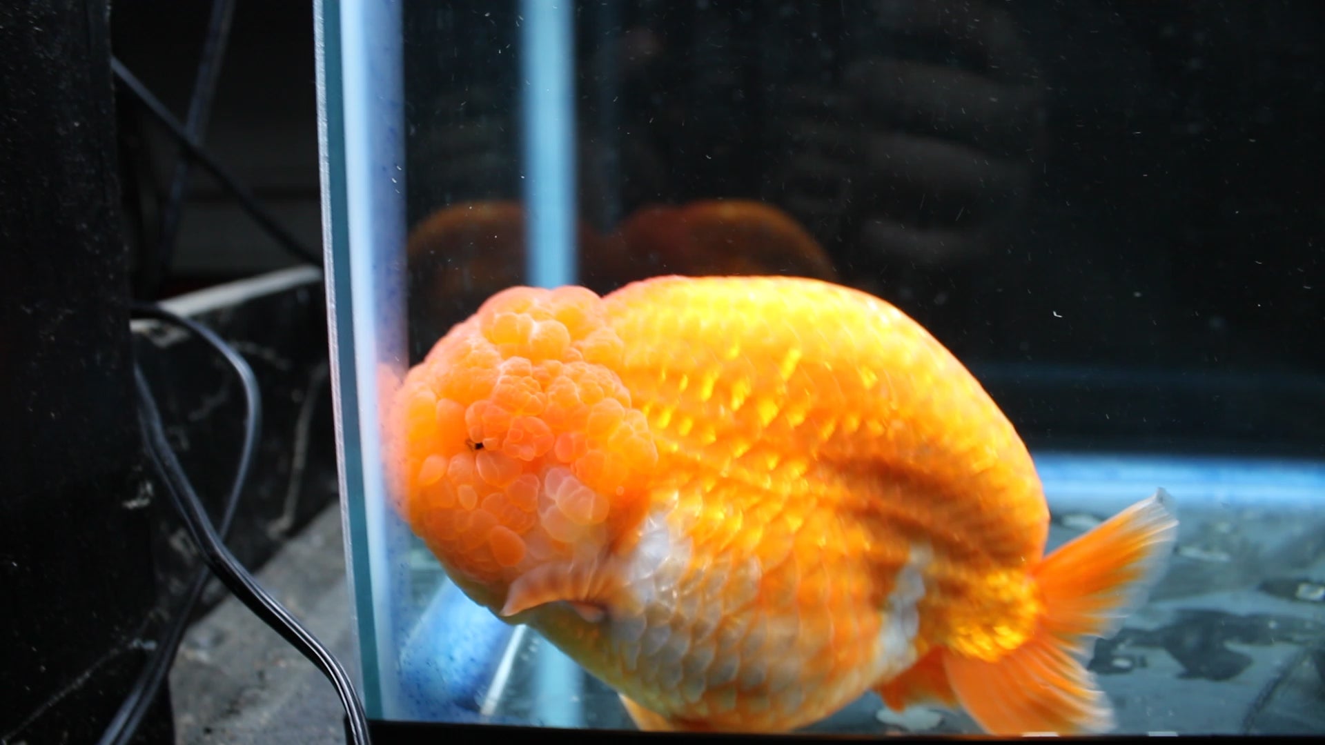 JUMBO/GIANT Thai Ranchu Lucky Red Short Tail 4.5" Strong Body Structure Male 9 Months