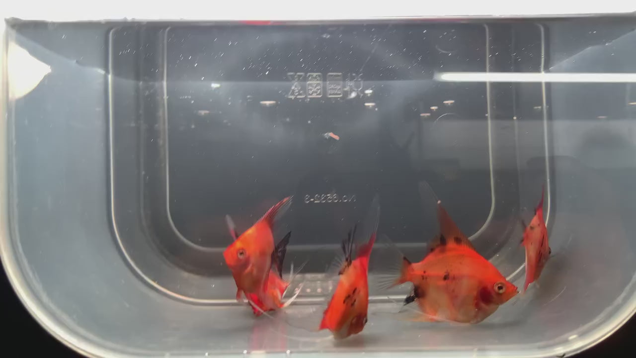 Live Fancy Fish – Red Devil (Super Red) Angel Fish, Rare Line-Bred Pterophyllum Scalare – Direct from Farm