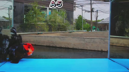 Live Fancy Premium Thai Oranda Red Head Tri Color long tail Jumbo 6 "-7" Body (Direct From Farm)