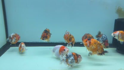 Live Fancy Goldfish Thai Ranchu Tiger Calico 3"-3.5" Body Ready to Ship (OUR CHOICE)