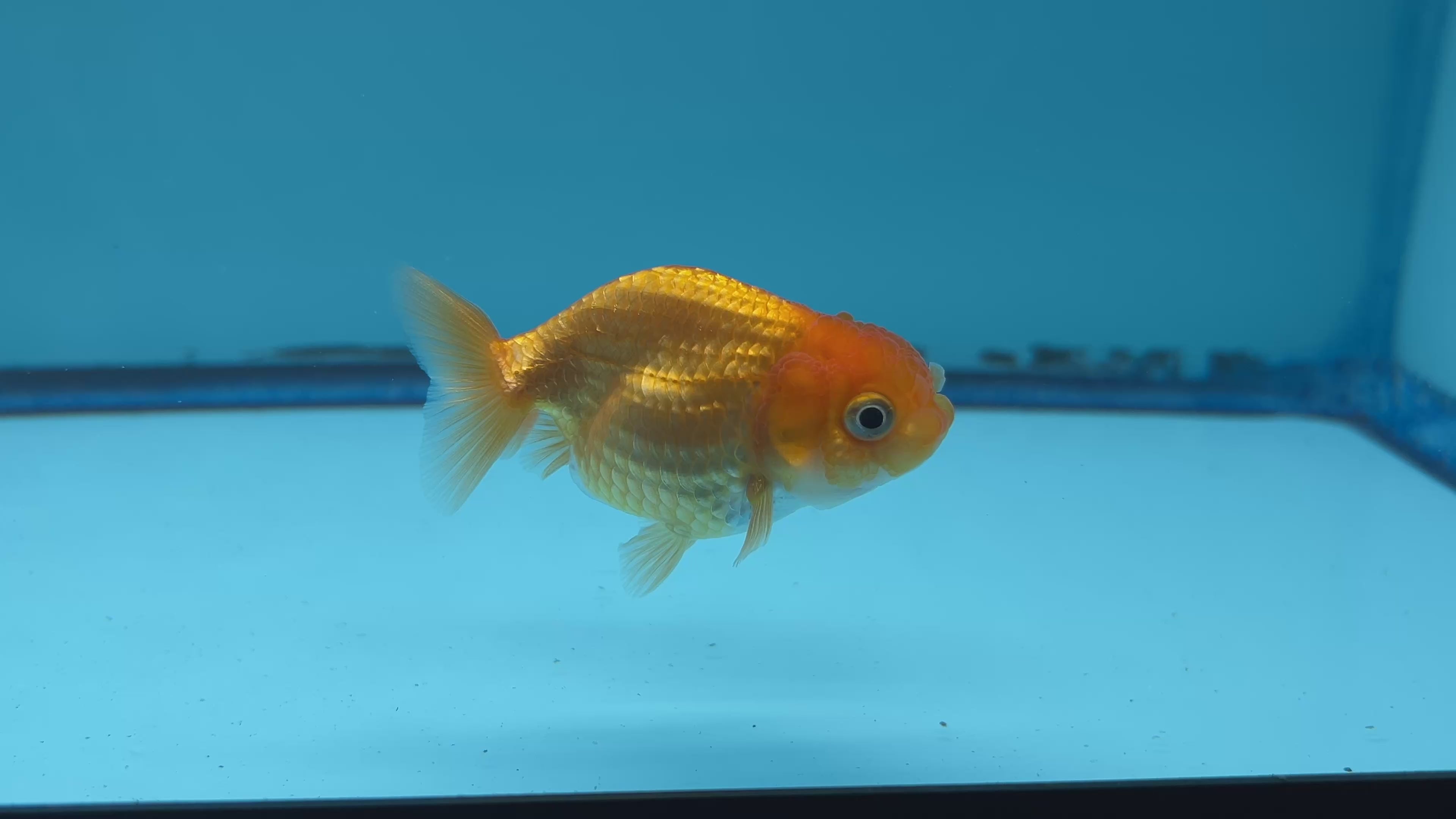 Thai Ranchu Red Male 2” Body 3 Months(JC-017)