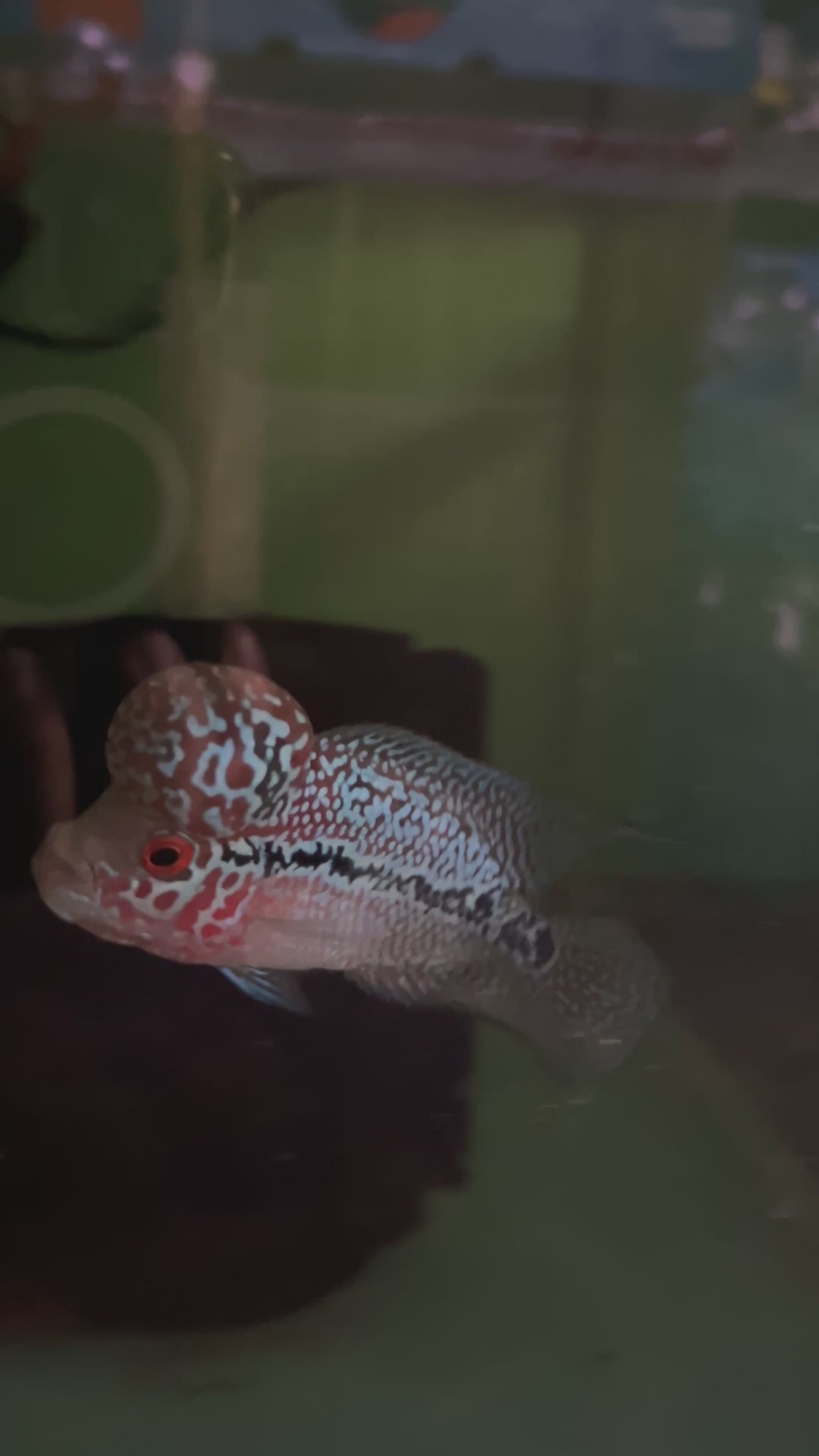 F1 Super Red Dragon Flowerhorn MALE 2" inch King Kamfa BIG KOK (SRD-017)