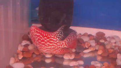 Golden Base Flowerhorn 5" inch PREMIUM (Direct From Farm)