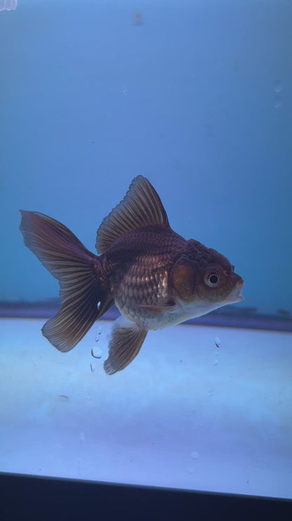Live Premium Fancy Goldfish Thai Oranda Black 2.5" Body (JC-085) R1C02