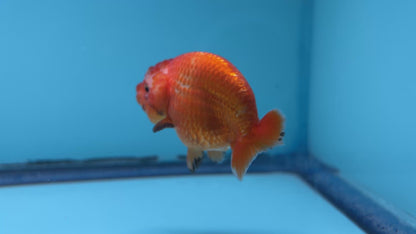 Live Premium Fancy Goldfish Lionchu Dragon Head Red/White 3” body