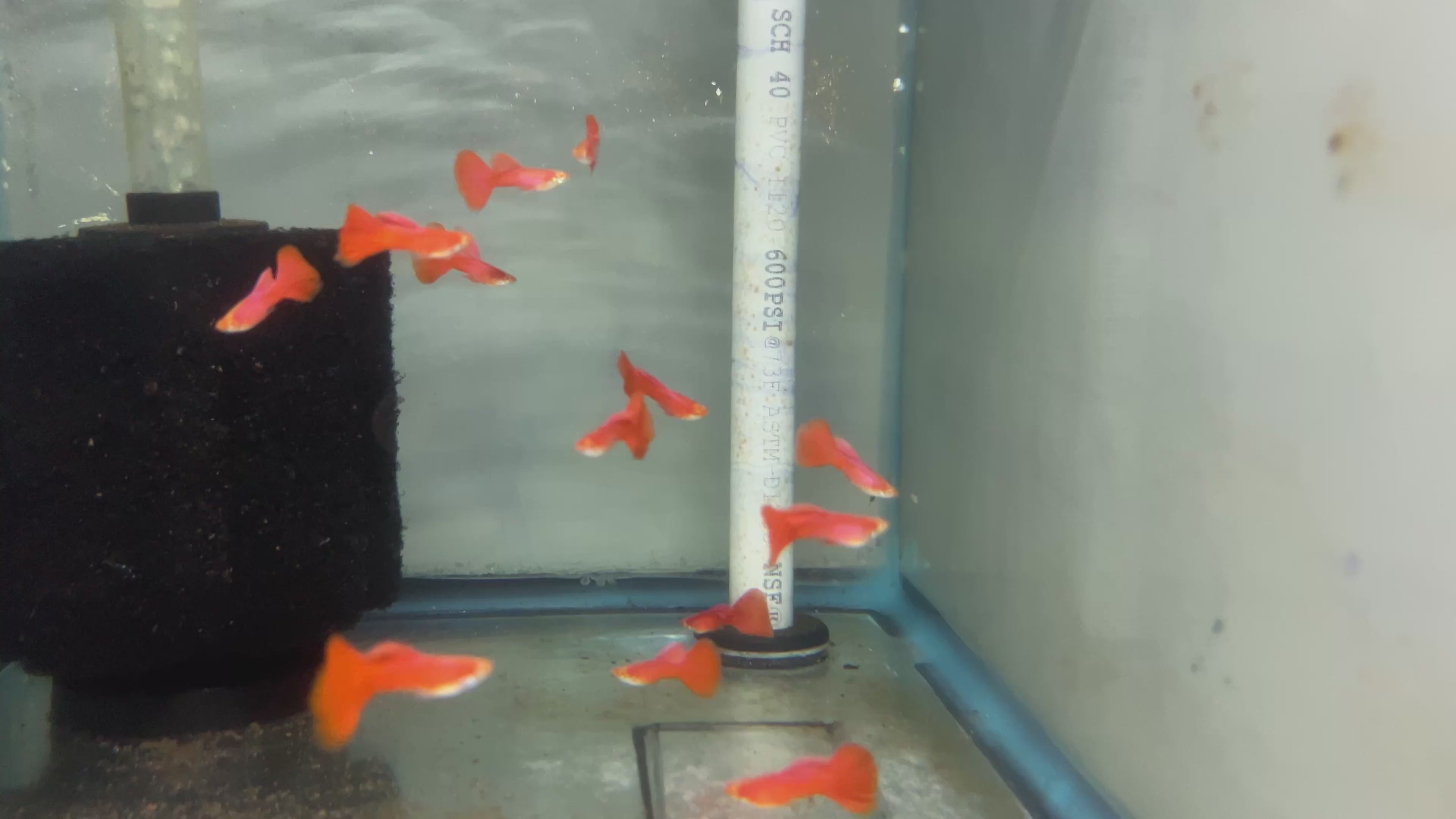 Live Fancy Guppy Fish Premium Quality Albino High Dorsal Full Red - Direct From Farm