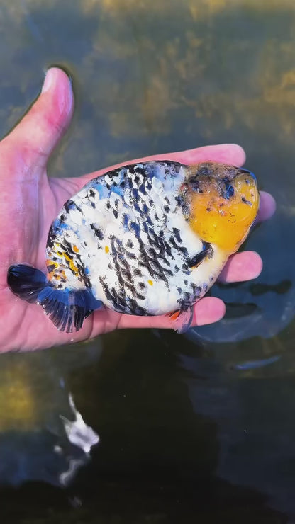 Live Fancy Goldfish Premium Select Our Choice White Tiger / Granite Calico Ranchu (Our Choice)