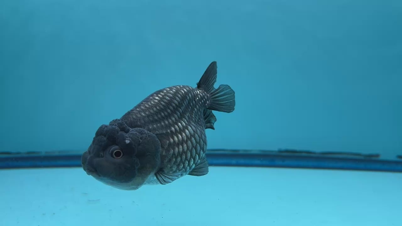 Grade AA Thai Ranchu Black Metallic 3" Body Female 6 Months (C1001)