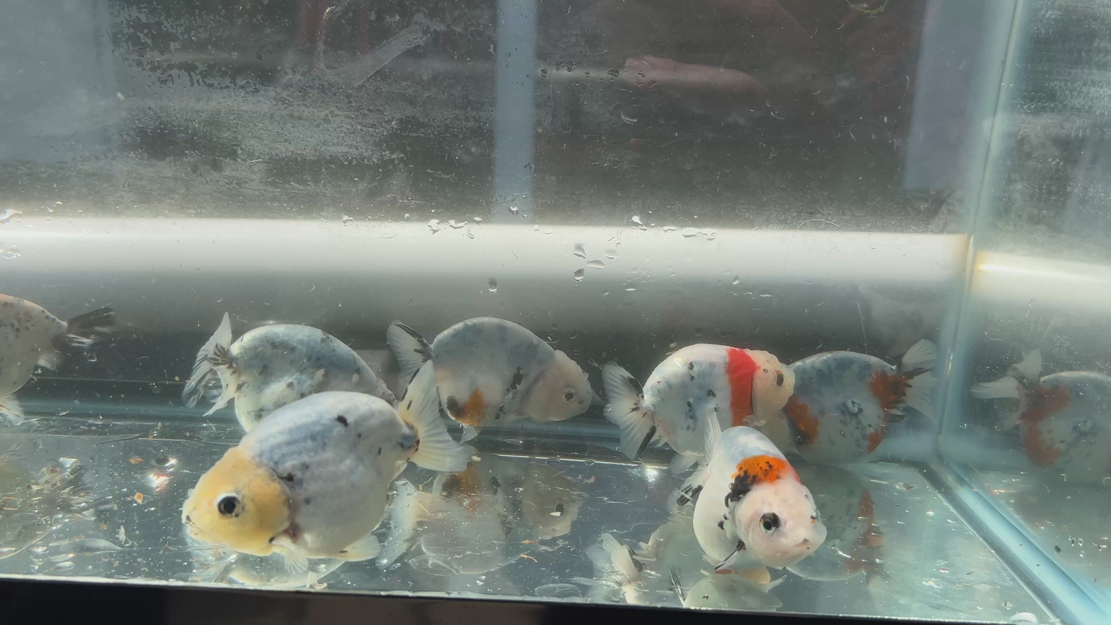 Live Fancy Goldfish Premium Select Our Choice Galaxy Calico Ranchu (Our Choice)