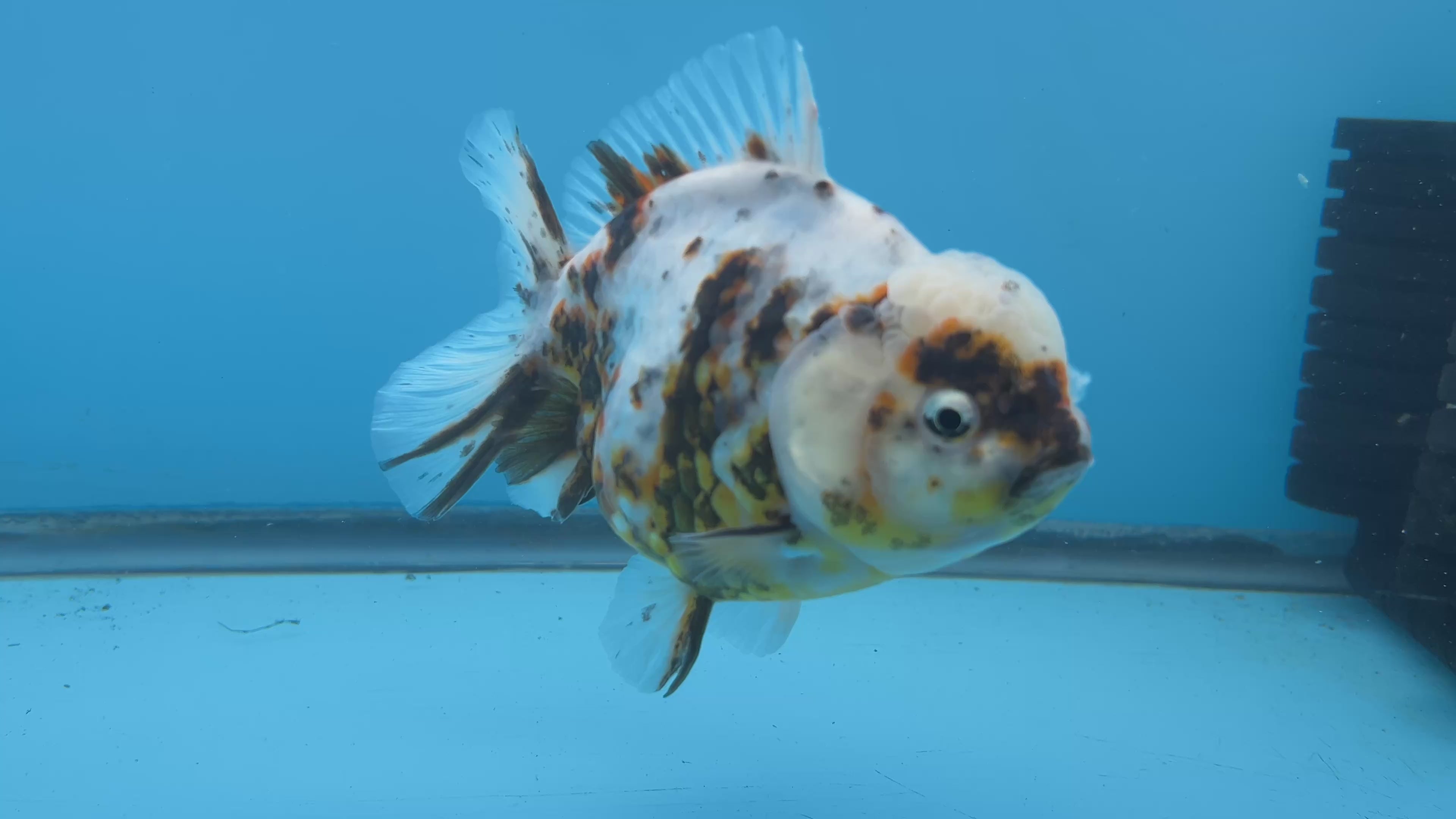 NK Thailand Thai Oranda Short Tail White Tiger Calico 4” Body Female (JC-028) R1C4 (FREE 2 DAY SHIPPING)