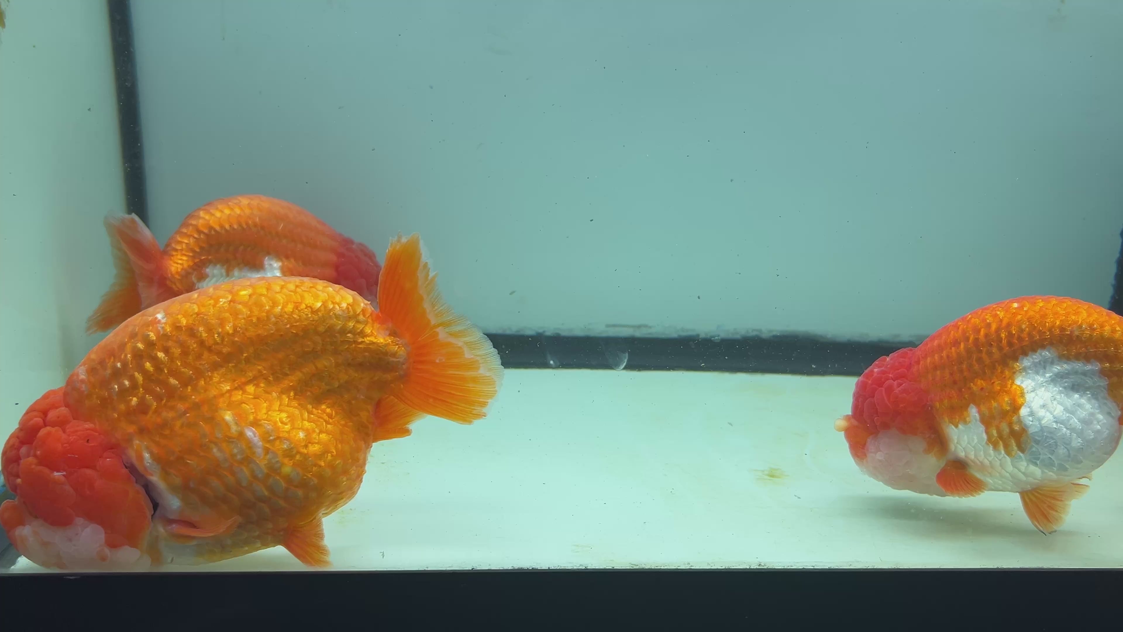 Live Premium Fancy Thai Jumbo Ranchu Full Lucky Red 4”-5” Body Size (Copy)