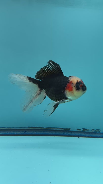 Grade AA Thai Oranda Tri-Color Orchid Tail Strong Body Structure  3.5” Body Male 8 Months (JC-015)