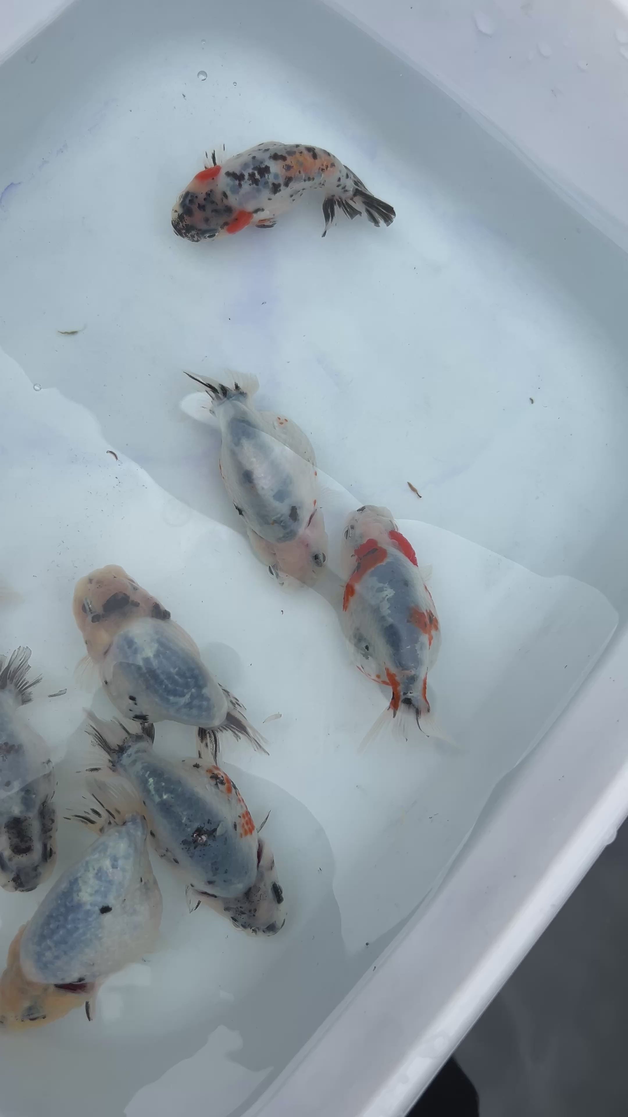 Live Fancy Goldfish Premium Select Our Choice Galaxy Calico Ranchu (Our Choice)