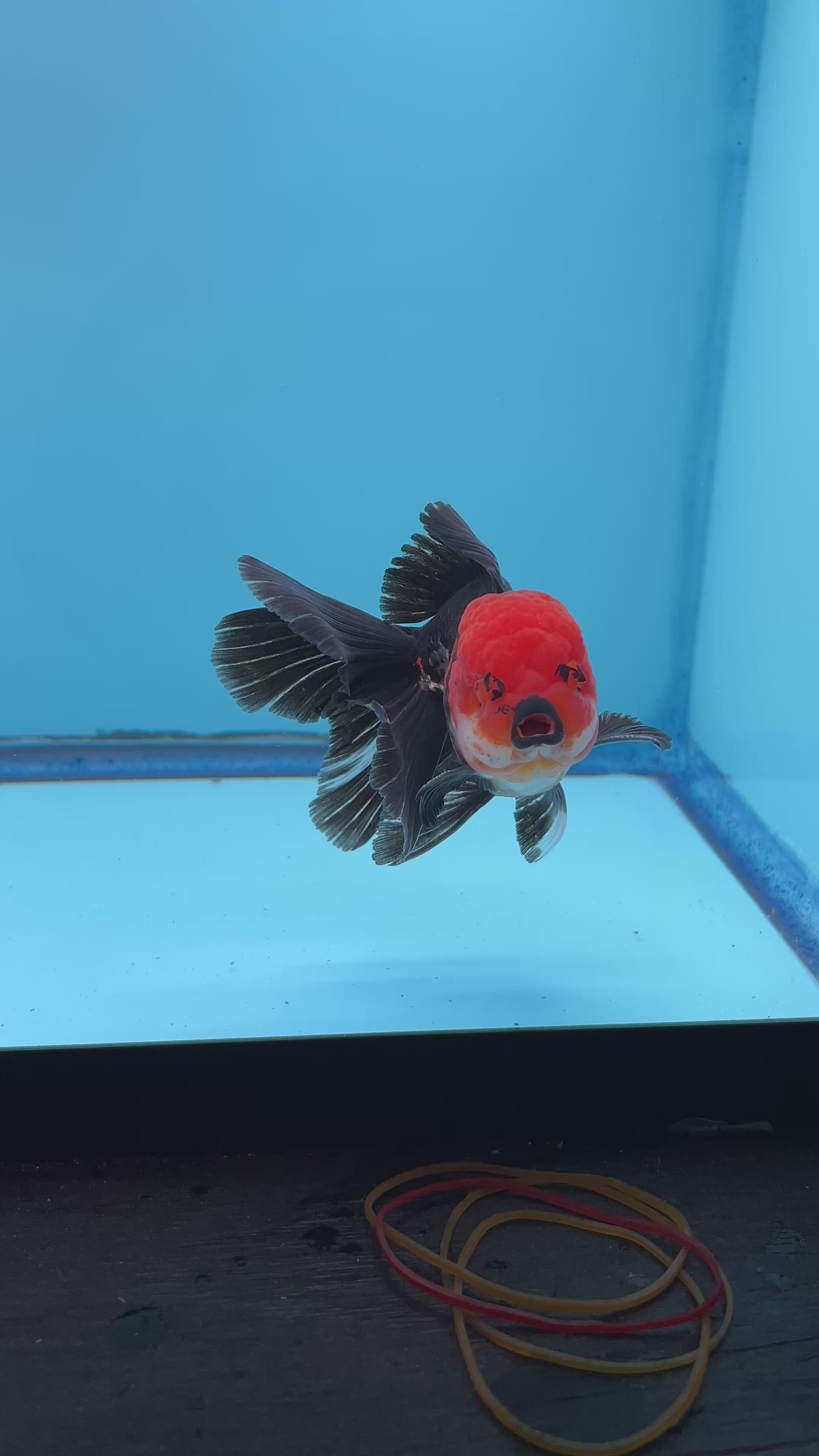 Grade AAA Thai Oranda Tri-Color Lava Head Orchid Strong Body Structure  3.5” Body Male 8 Months (JC-016)