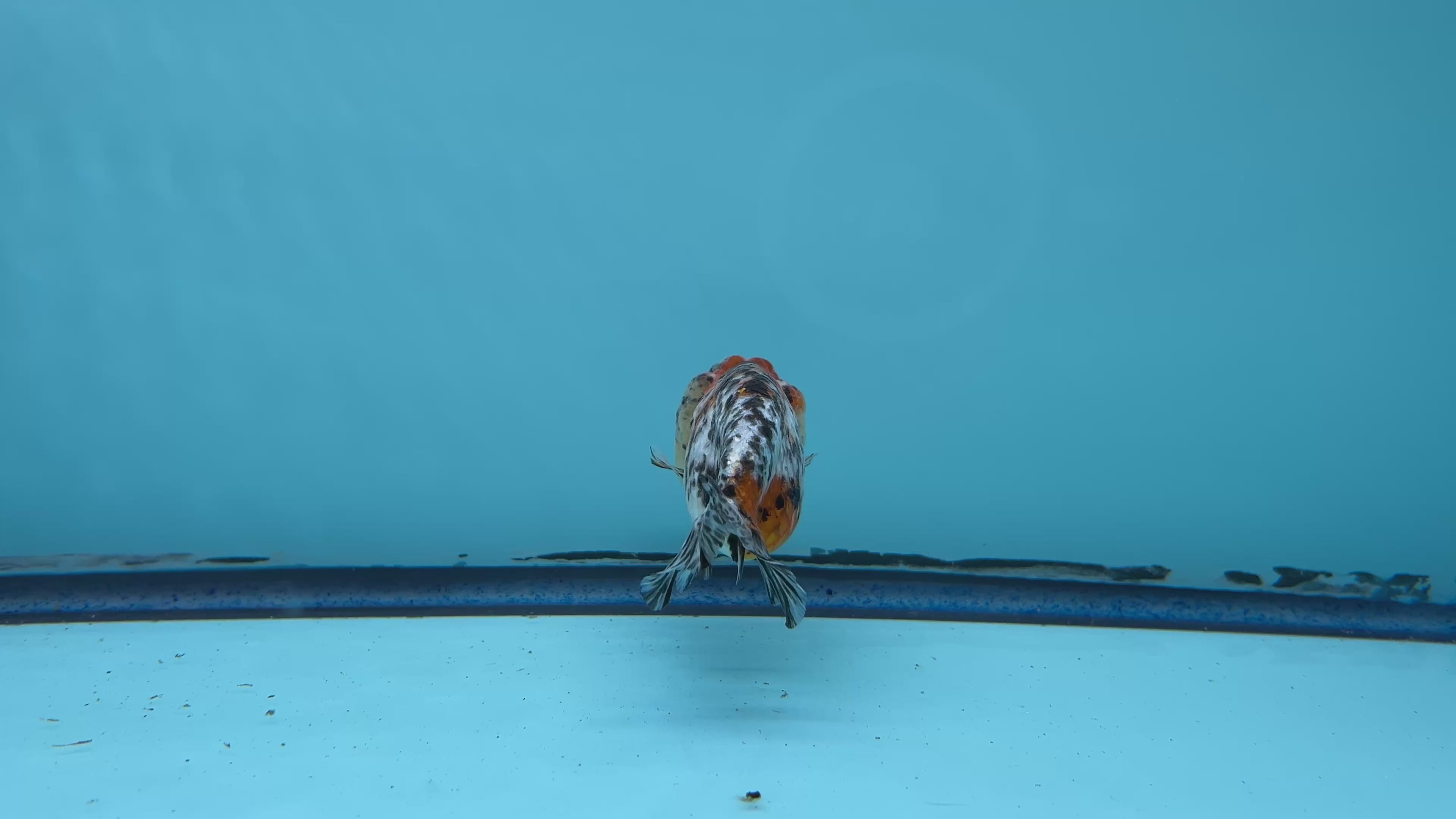 Live Fancy Goldfish Thai Ranchu Calico/Galaxy 3" Body Female 6 Months (C1004)