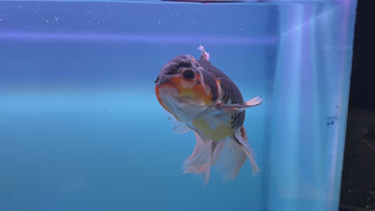 Live Premium Fancy Goldfish Thai Oranda Tri-Color Giant Breed Peacock Orchid Tail Male 4” Body 8 Months (JC-080)