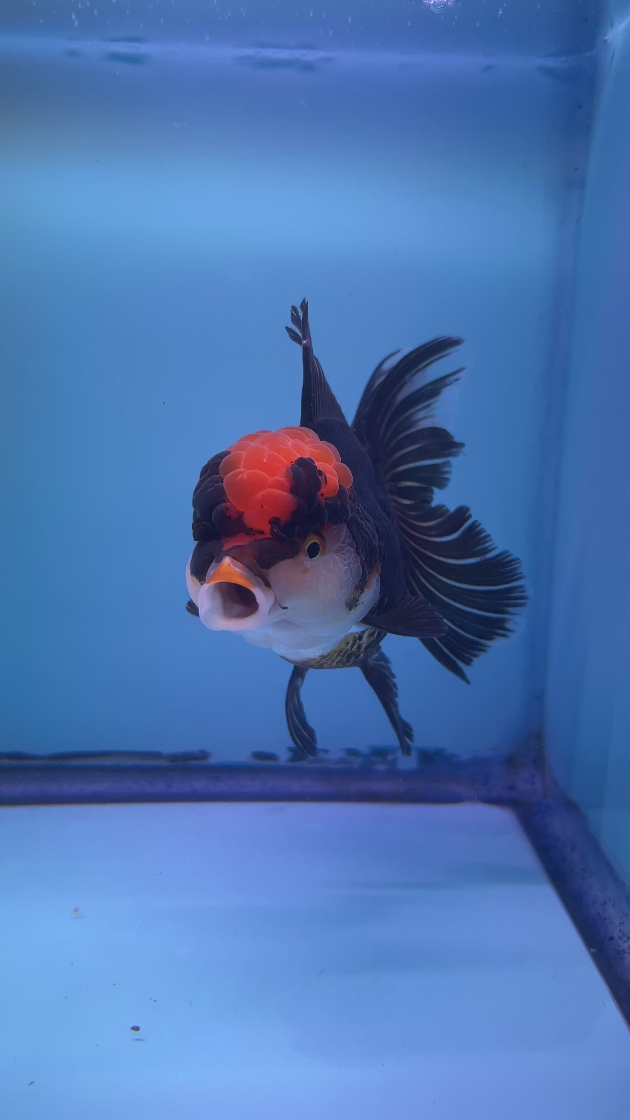Live Premium Fancy Goldfish Thai Oranda Red Cap Black Body 3.5” body (JC-098)