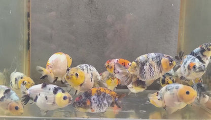 Live Fancy Goldfish Thai Ranchu Tiger Calico 2.5"-3.5" Body (OUR CHOICE)