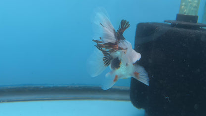 Thai Oranda Tri-Color Yuan Bao Orchid Tail Male 3” Body 7 Months (JC-038)