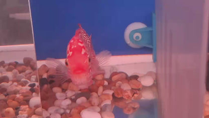 Golden Base Flowerhorn PREMIUM (Direct From Farm)