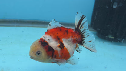 SHOGUN Thai Oranda Short Tail Yuan Bao Direct From Farm (Our Choice)