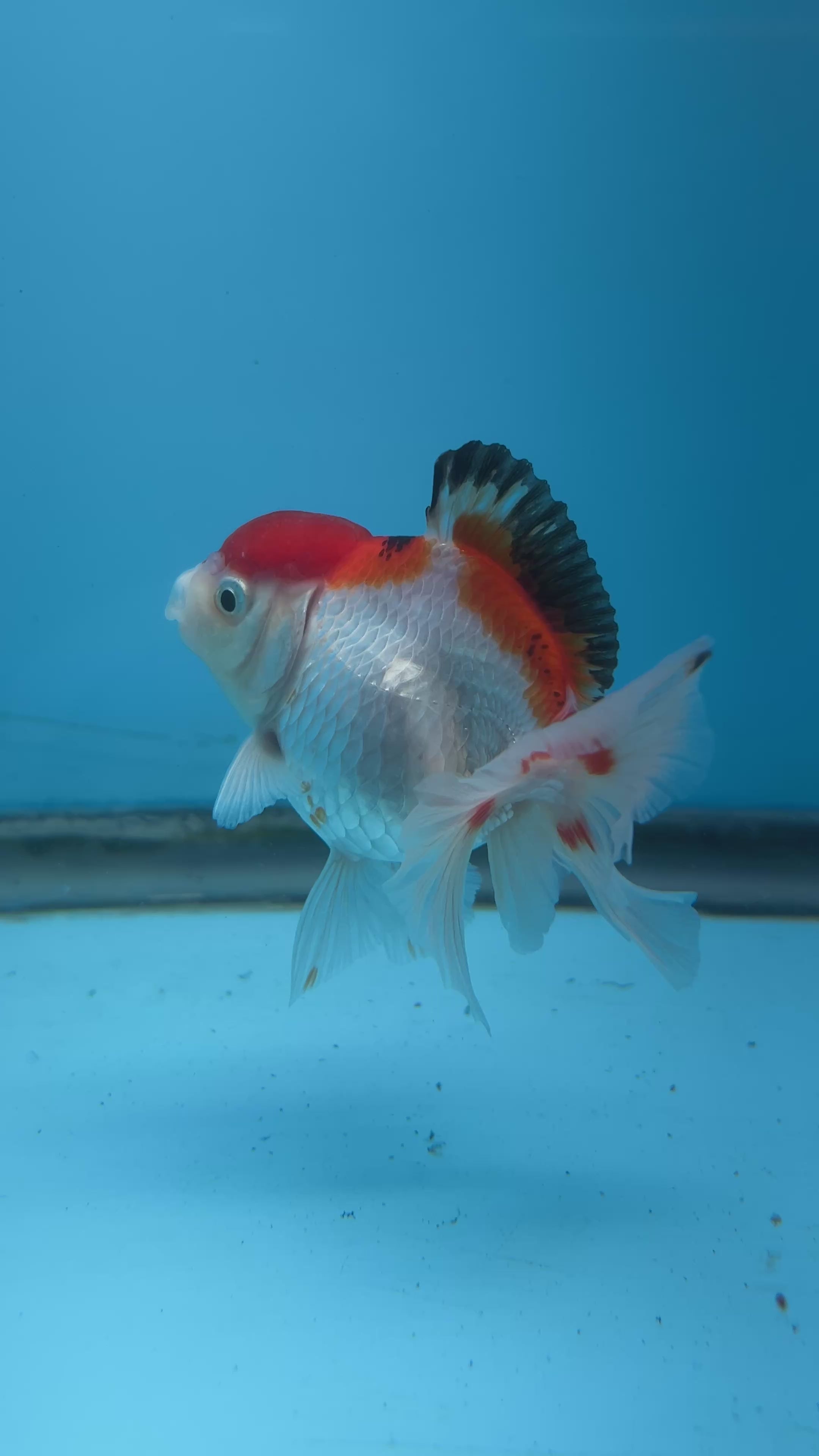 Thai Oranda Tri-Color Red Cap Yuan Bao Short Tail Male 3” Body 7 Months (JC-036)