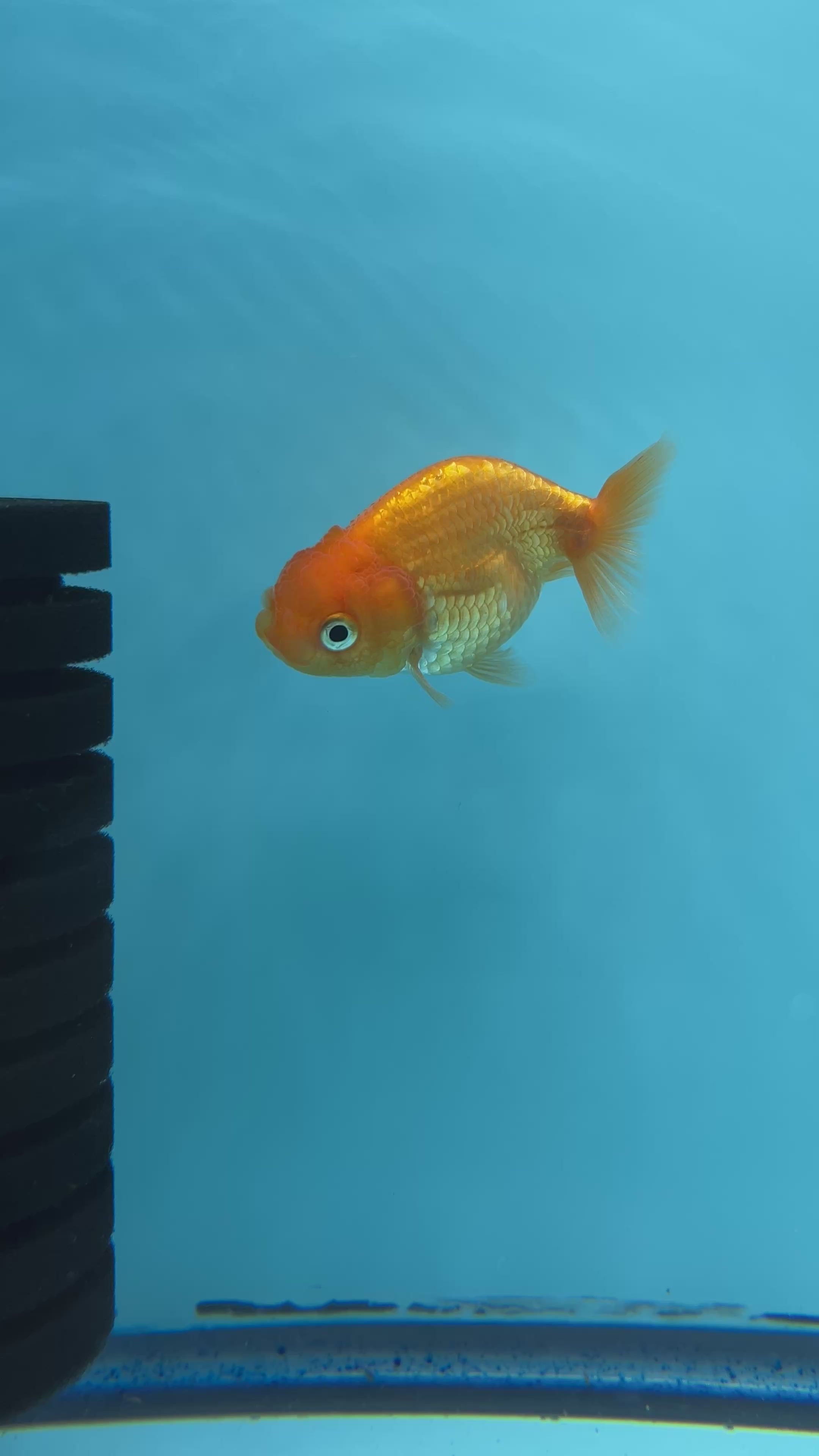 Thai Ranchu Red Male 2” Body 3 Months(JC-017)