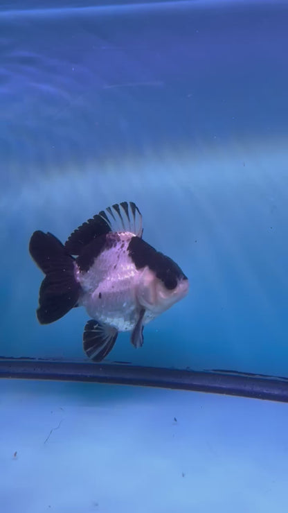 Live Premium Fancy Goldfish Thai Yuanbao Oranda Panda Giant Breed Short-Tail Male 3.5” Body 8 Months (JC-076)