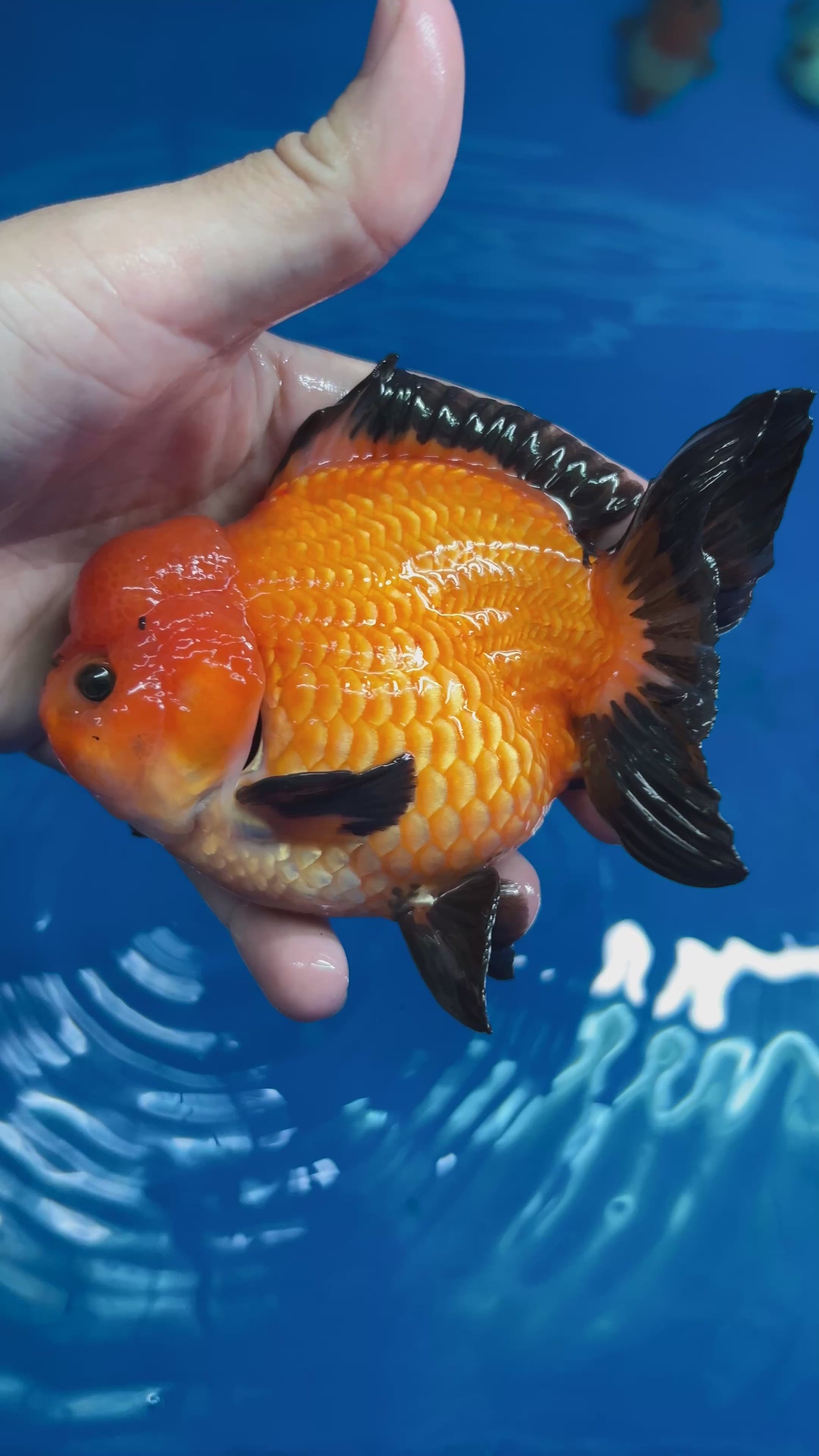 Thai Oranda Short Tail 3"-4" Body Apache Direct From Farm (OUR CHOICE)