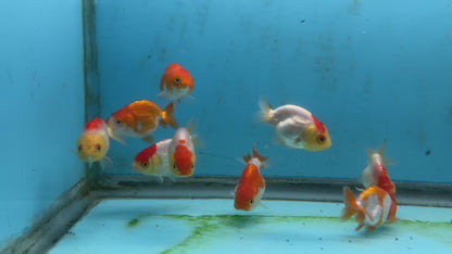 Live Fancy Goldfish Premium Select A Grade Our Choice Mix Color Ranchu 1.5"~2" Inch (JC)