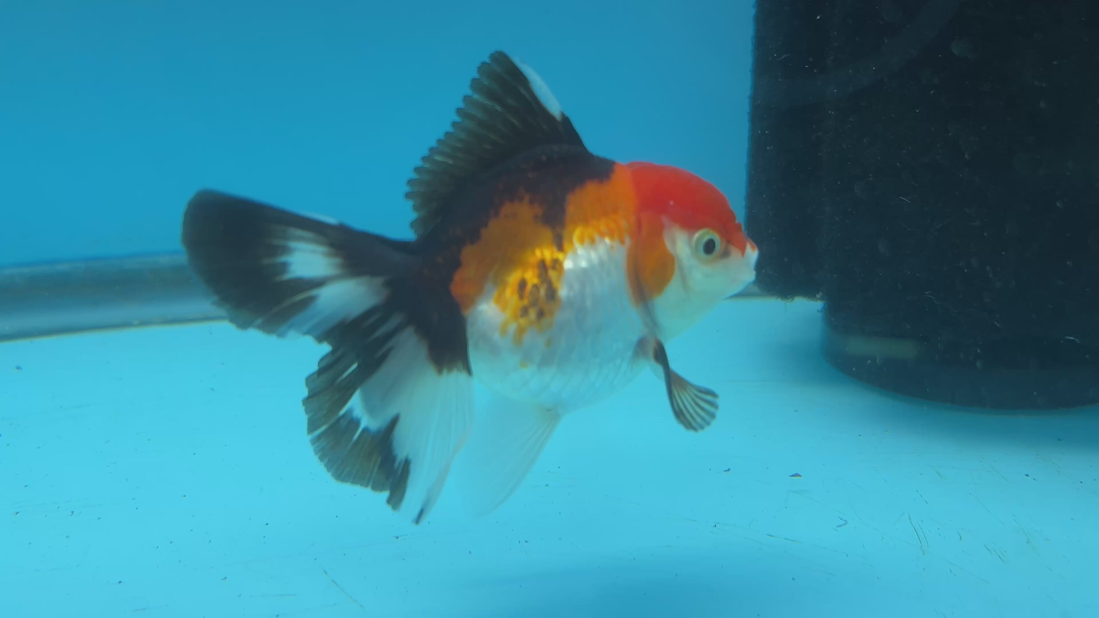 Thai Oranda Tri-Color Red Cap Orchid Tail Tail Male 3” Body 7 Months (JC-041)