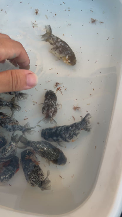 Live Fancy Goldfish Premium Select Our Choice White Tiger / Granite Calico Ranchu – Direct from Farm