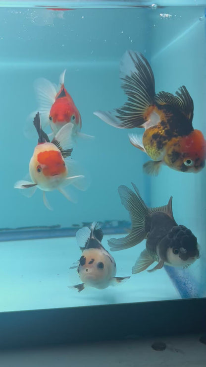 Live Premium Thai Oranda Mix Special Color Pack of 5 Ready To Ship (JUS-002)