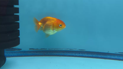 Thai Ranchu Red Male 2” Body 3 Months (JC-018)