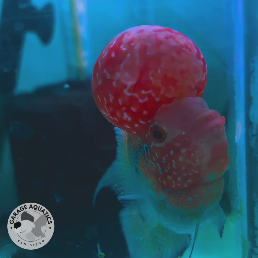 Super Red Dragon Flowerhorn MALE 4.5" inch King Kamfa BIG KOK (SRD04) D25-01