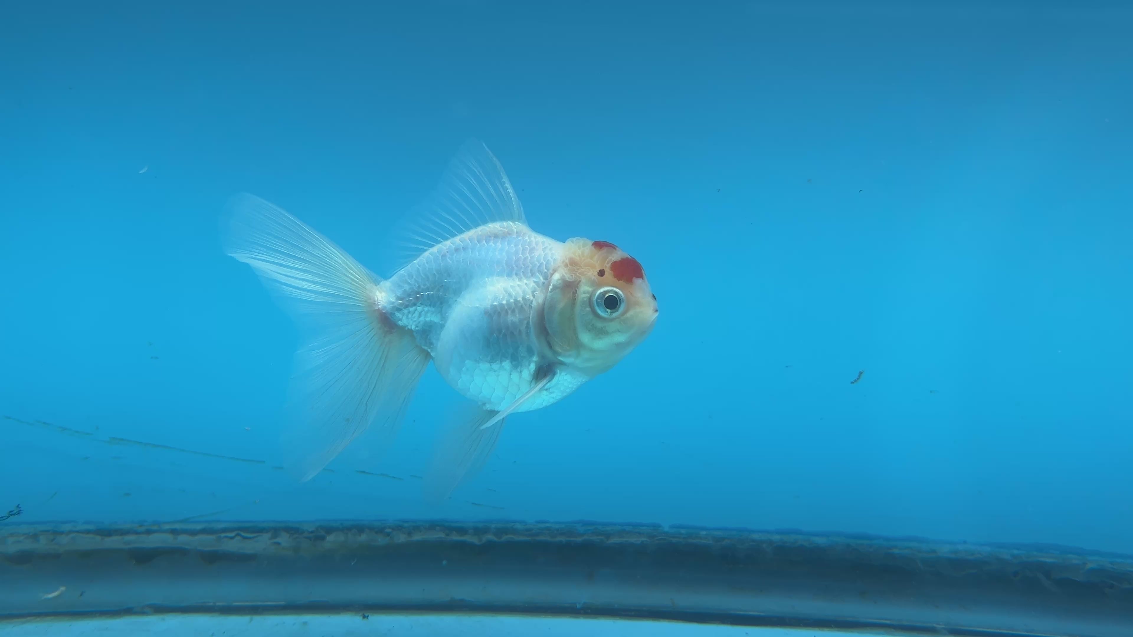 Thai Oranda Red & White Cap 2.5” Body Male 4 Months (JC-012)