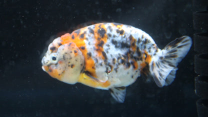 Grade AAA Thai Ranchu Calico/Galaxy 3" Body Female 6 Months (C1004)