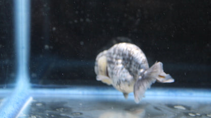 Grade AA Thai Ranchu White Tiger 3" Body Female 6 Months (C1002)