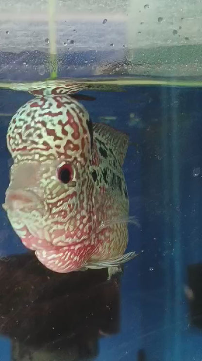 KML Flowerhorn 4"-5" inch PREMIUM (KAMOL) - Direct From Thailand.