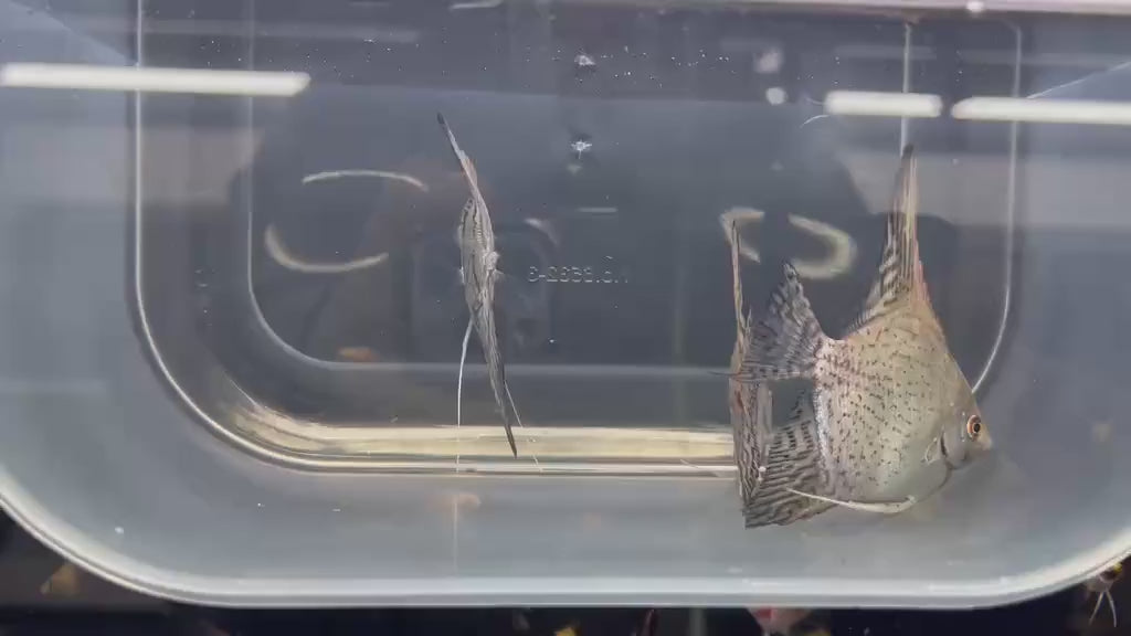 Live Fancy Fish – Pinoy Blue Leopard Angel Fish, Rare Line-Bred Pterophyllum Scalare – Direct From Farm