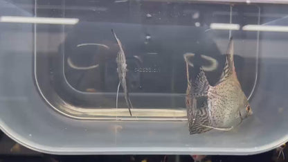 Live Fancy Fish – Pinoy Blue Leopard Angel Fish, Rare Line-Bred Pterophyllum Scalare – Direct From Farm