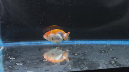 Thai Ranchu Red & White Female 2.5” Body 4 Months(JC-003)