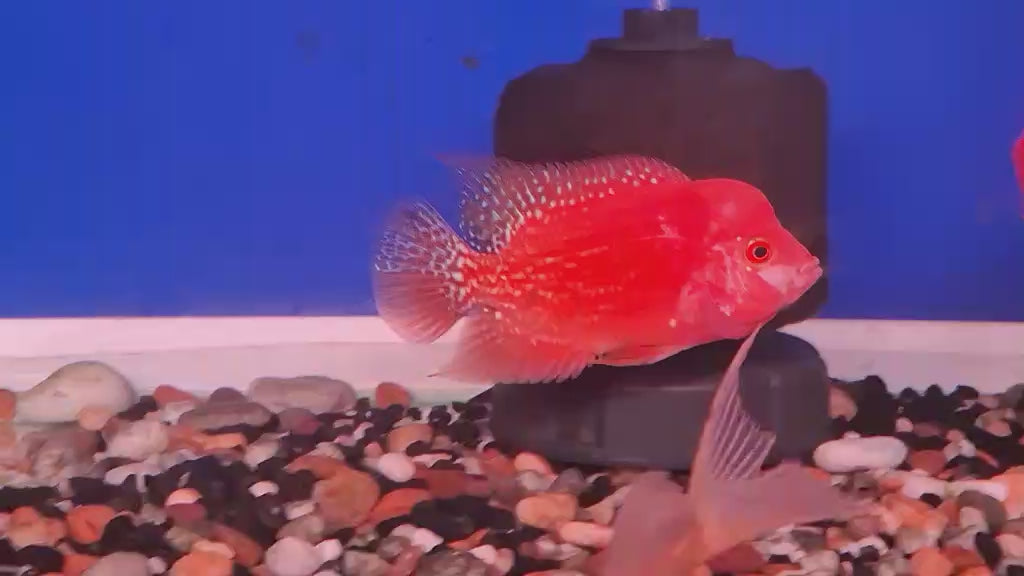 Golden Base Flowerhorn 4" inch PREMIUM (Direct From Farm)