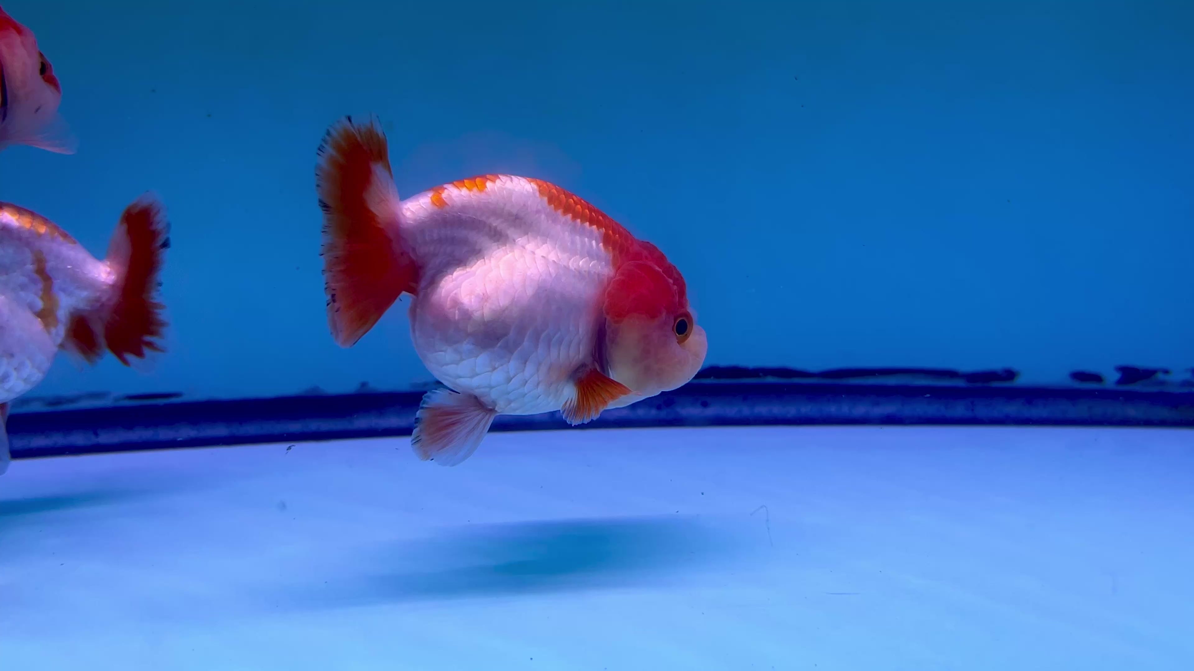 Live Premium Fancy Goldfish Thai Ranchu Red & White 3" Body 6 Months (JC-102) R1C03