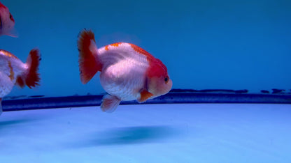Live Premium Fancy Goldfish Thai Ranchu Red & White 3" Body 6 Months (JC-102) R1C03