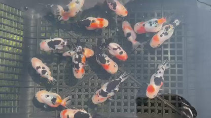 Live Premium Fancy Thai Ranchu Milk Cow Pattern 3" inch Body 6 months (Direct From Farm)