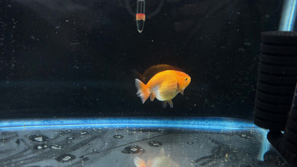 Thai Ranchu Red & White Male 2.5” Body 4 Months(JC-006)