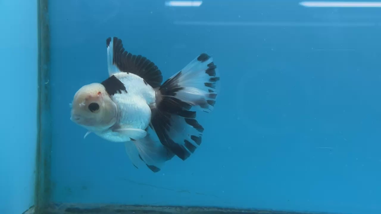 Thai Oranda Panda Rose Tail Strong Body Structure  3.5” Body Male 8 Months (JC-011)